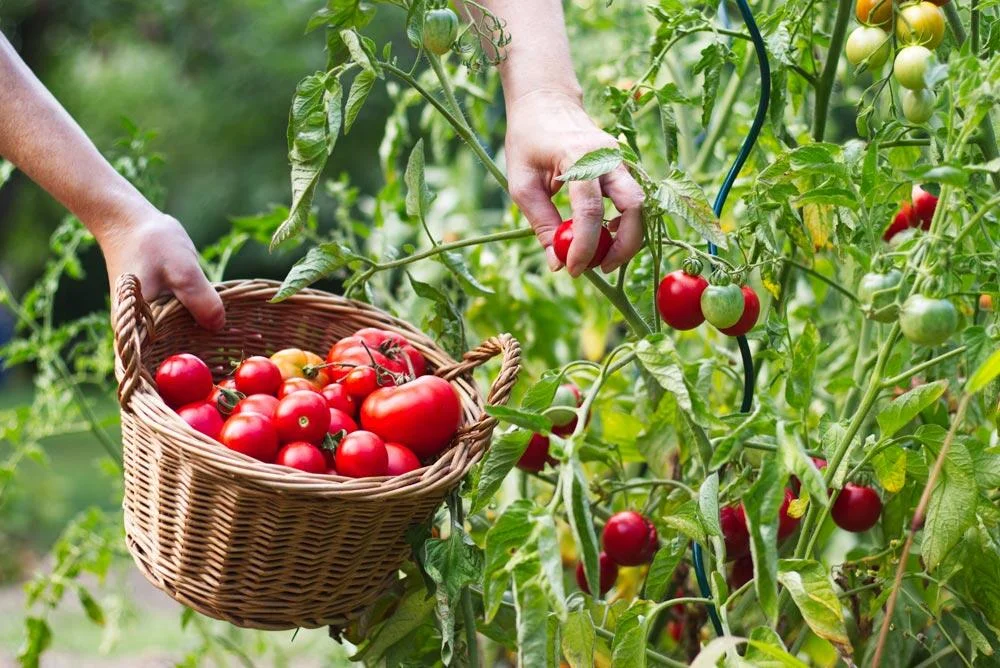 Récolte des tomates à maturité
