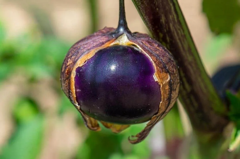 Récolte des tomatillos à maturité