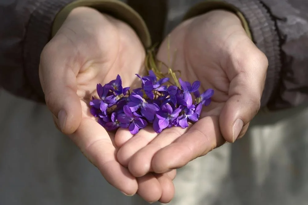 Récolte des fleurs de violette odorante