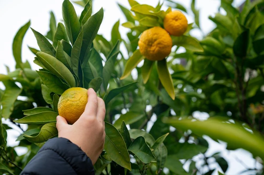 Récolte des fruits de yuzu à maturité