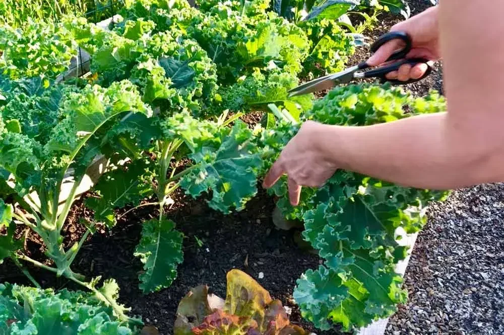 recolter-chou-kale