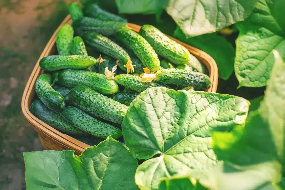 Récolte de cornichons au potager