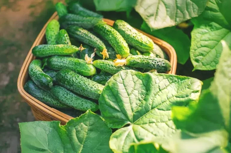 Récolte de cornichons au potager