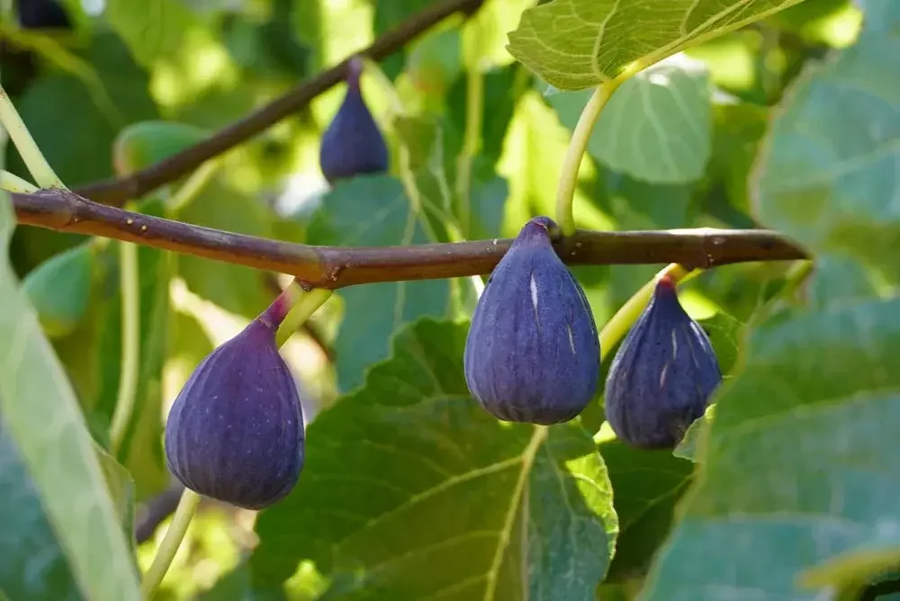 Récolte de figues mûres sur le figuier