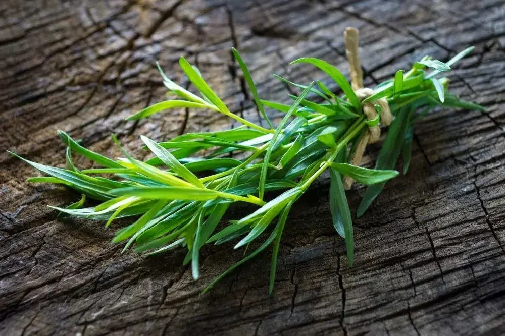Récolte des feuilles d’estragon fraîches