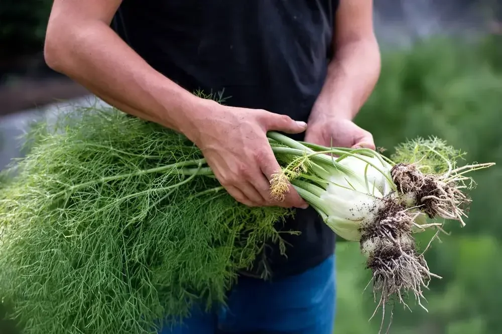 Récolte de fenouils prêts à consommer