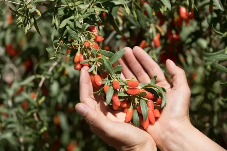 recolter-goji