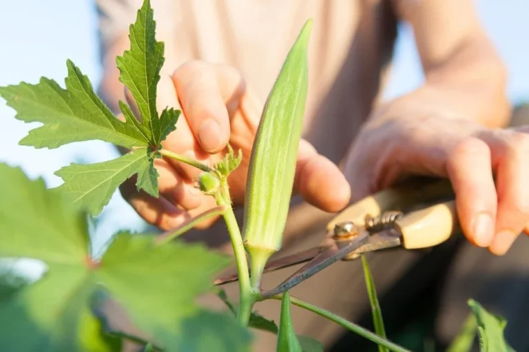 Récolte des gombos au potager
