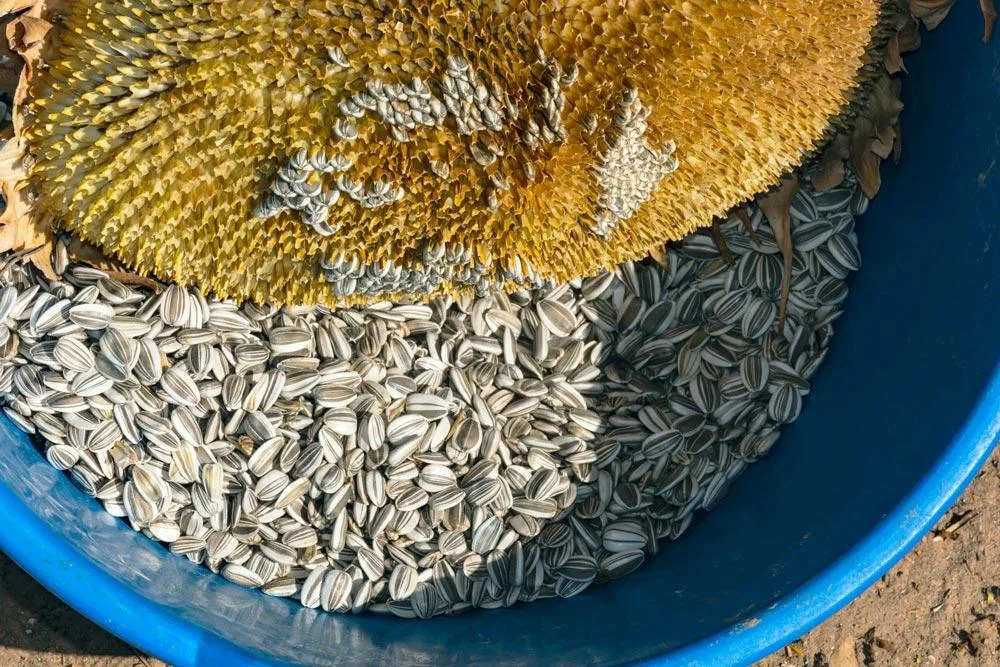 Récolte des graines de tournesol à maturité