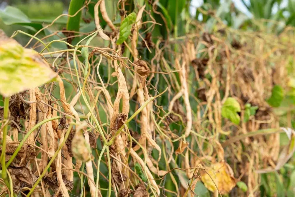 Récolte de haricots à écosser arrivés à maturité