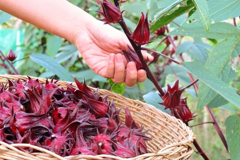 Récolte des calices d’hibiscus sabdariffa