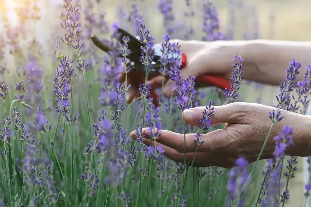 Récolte des fleurs de lavande