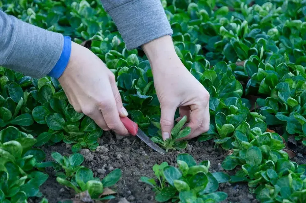Récolte de mâche au potager