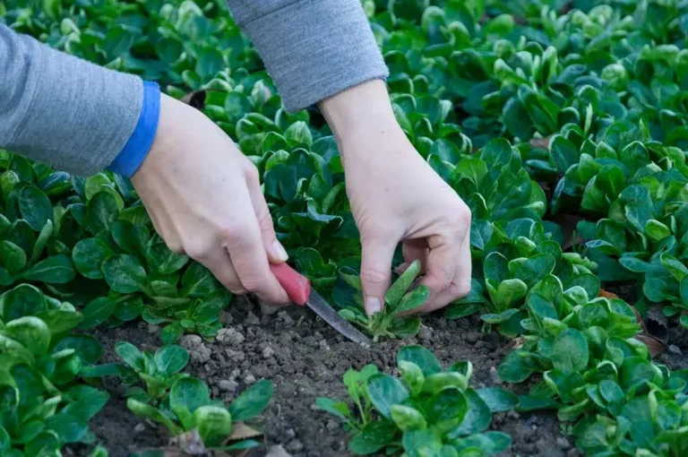 Récolte de mâche au potager