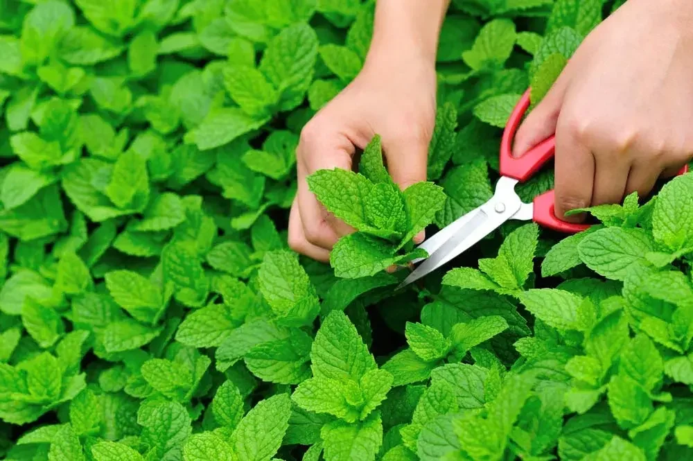 Récolte de feuilles de menthe fraîches