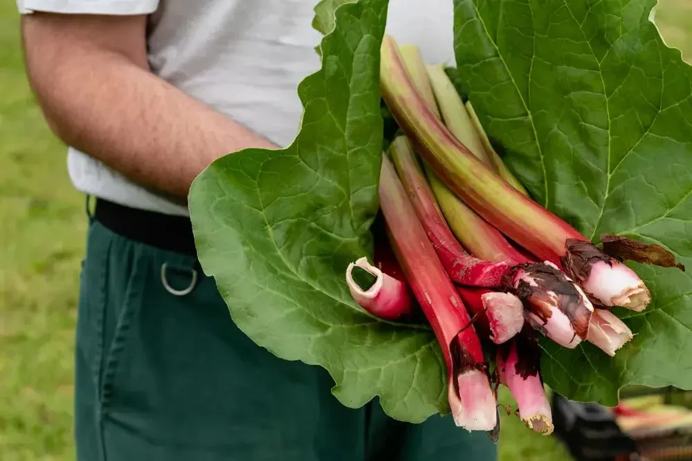 Récolte des tiges de rhubarbe