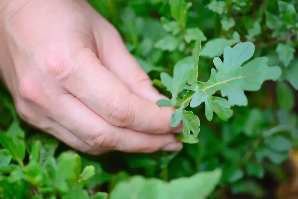 Récolte des feuilles de roquette