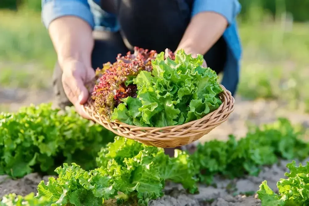 Récolte de laitues au potager