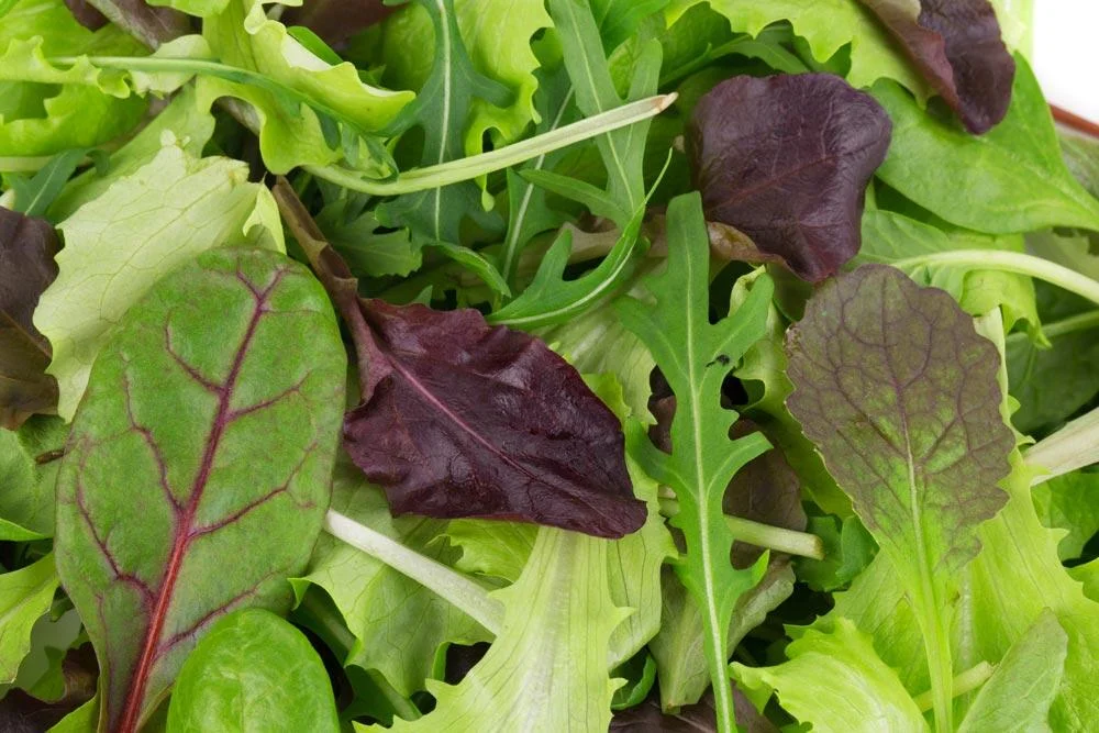Récolte de mesclun au potager