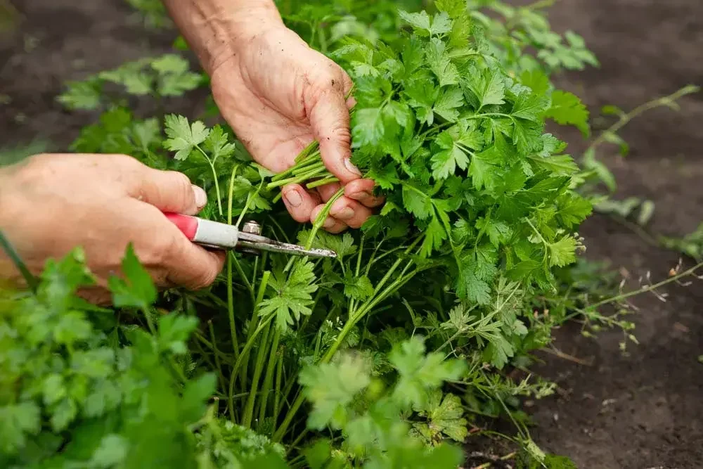 Récolte du persil au potager