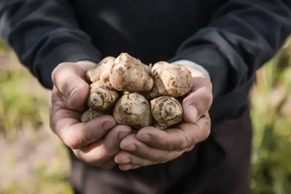 Récolte des tubercules de topinambour