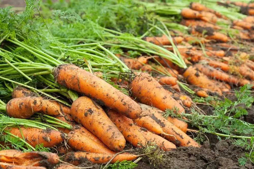 recolter-les-carottes