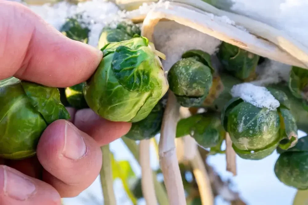 recolter-les-choux-de-bruxelles-du-potager