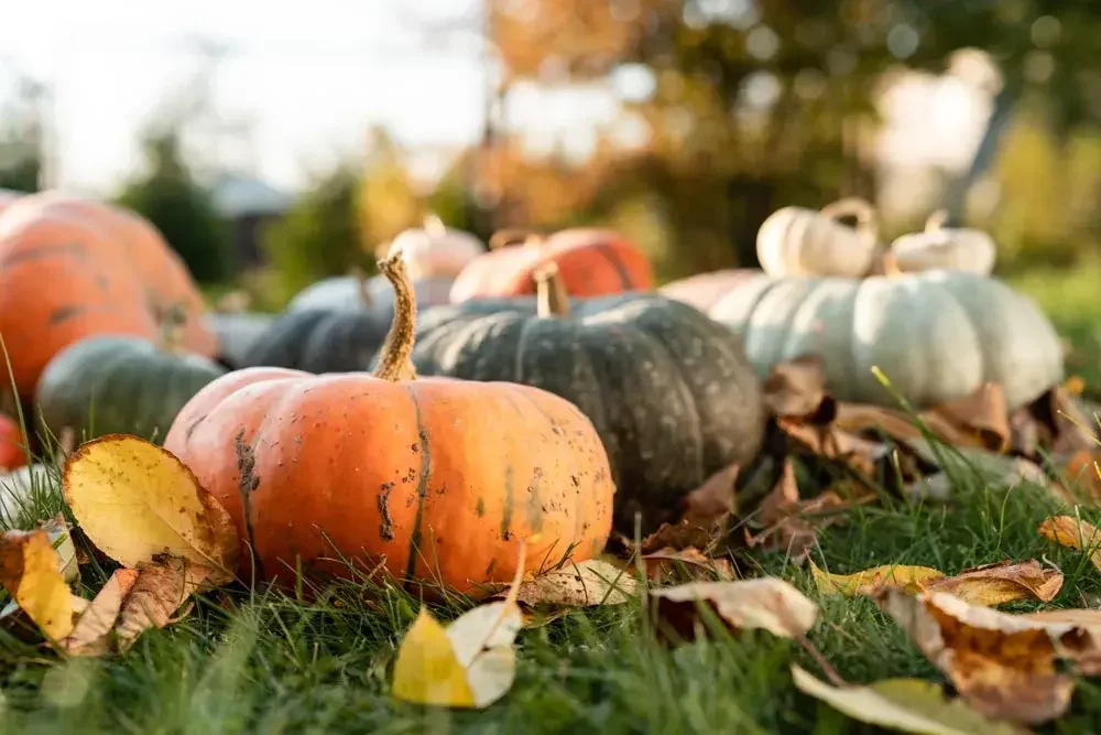 Récolte de courges mûres au potager
