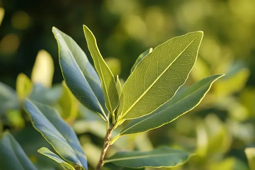 Récolte de feuilles de laurier-sauce