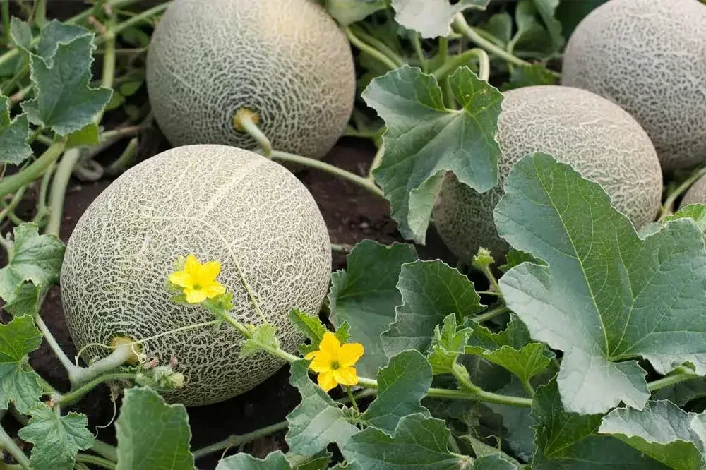 Plusieurs melons en développement sur un pied de melon