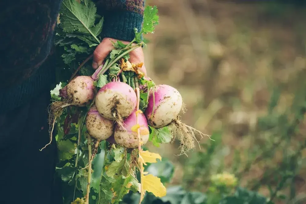 Récolte de navets au potager