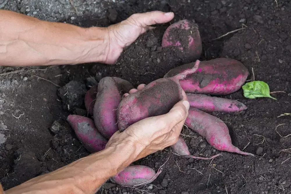 Récolte des patates douces au potager