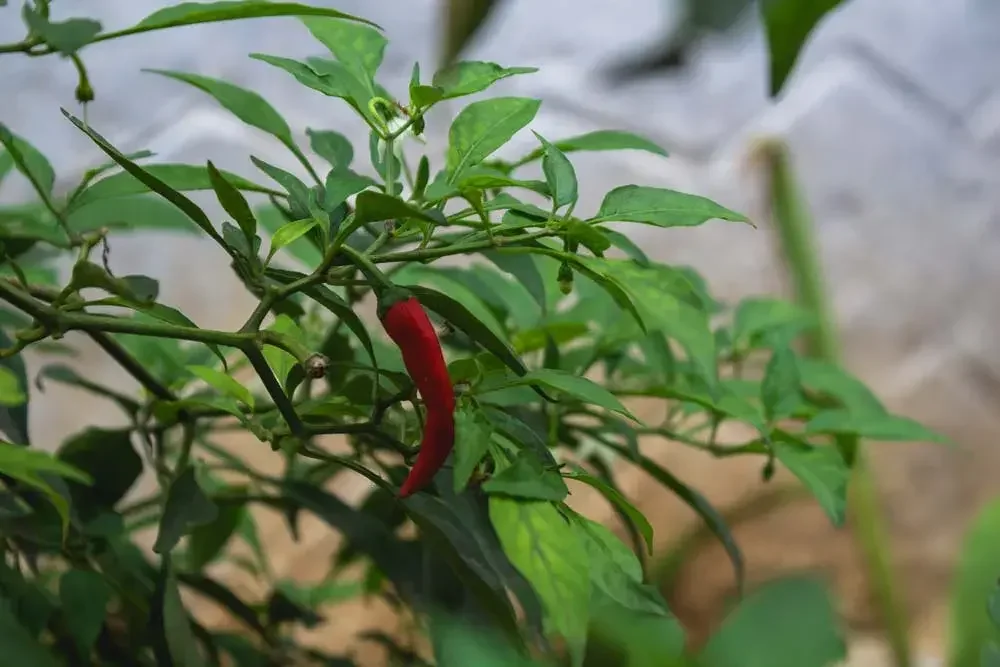 Récolte des piments à maturité