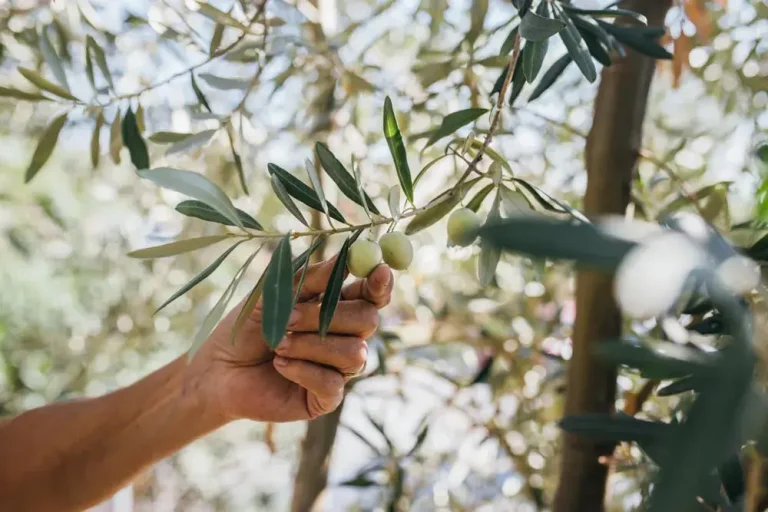 Récolte des olives sur l’olivier