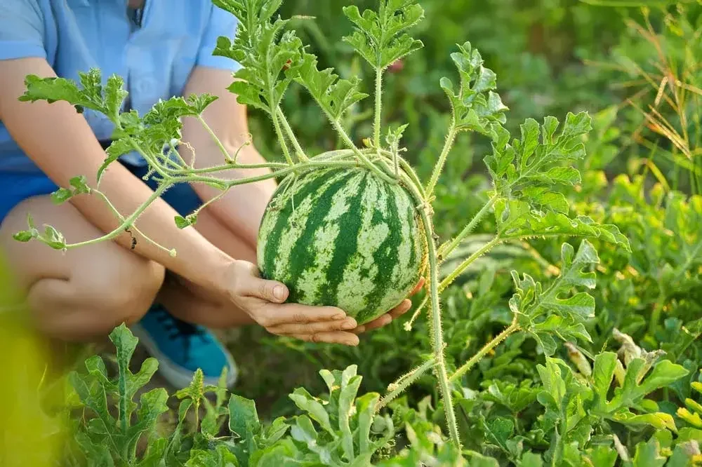 Reconnaître une pastèque mûre avant récolte