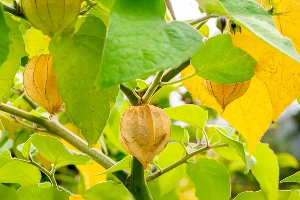 Récolte des physalis à maturité