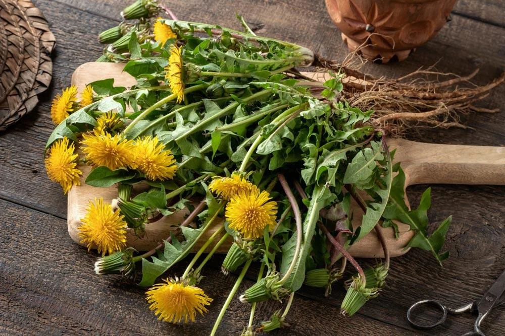 Récolte des feuilles, de fleurs et de racines de pissenlit