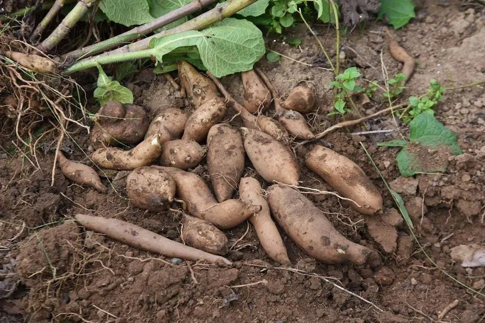 Récolte des tubercules de poire de terre