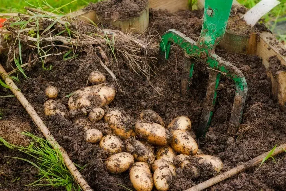 Récolte des pommes de terre au potager