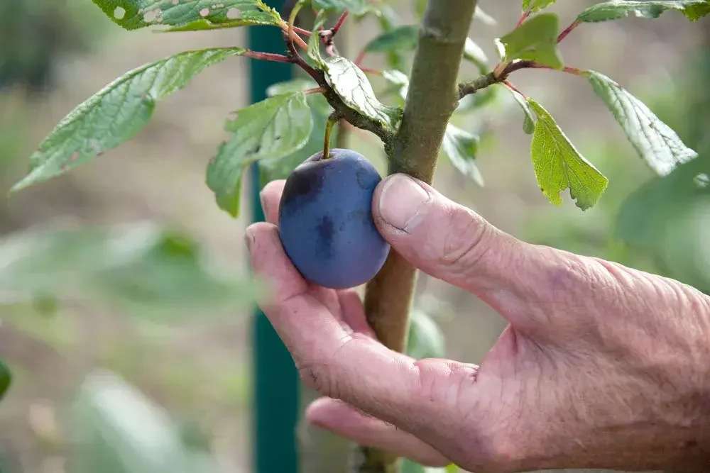 Récolte des prunes à maturité