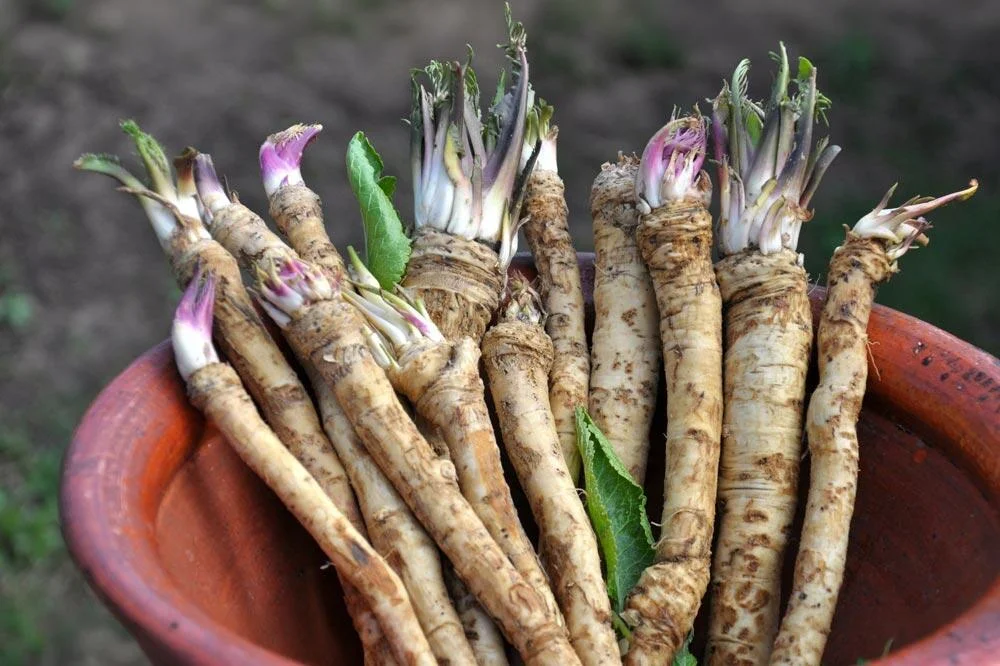 Récolte des racines de raifort au potager