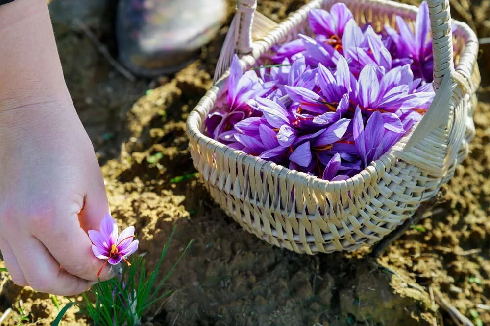 Récolte des fleurs de safran