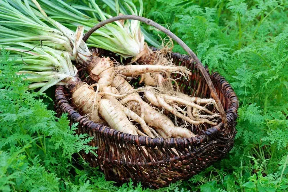 Récolte des racines de salsifis au potager