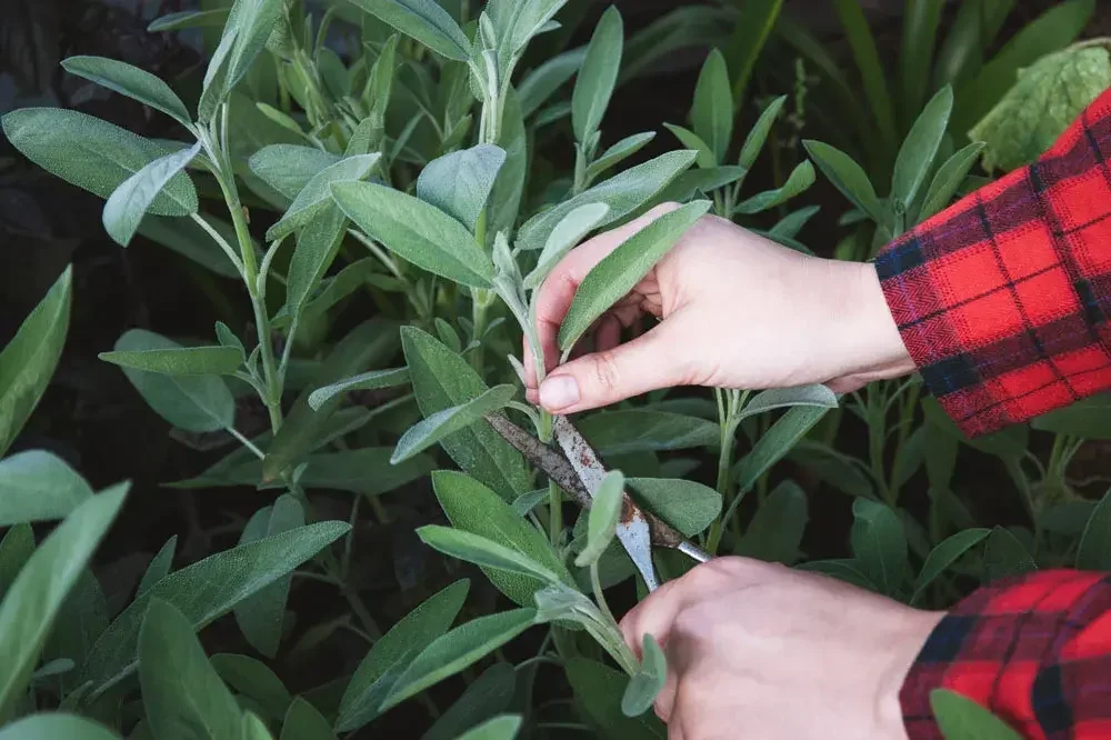 Récolte des feuilles de sauge