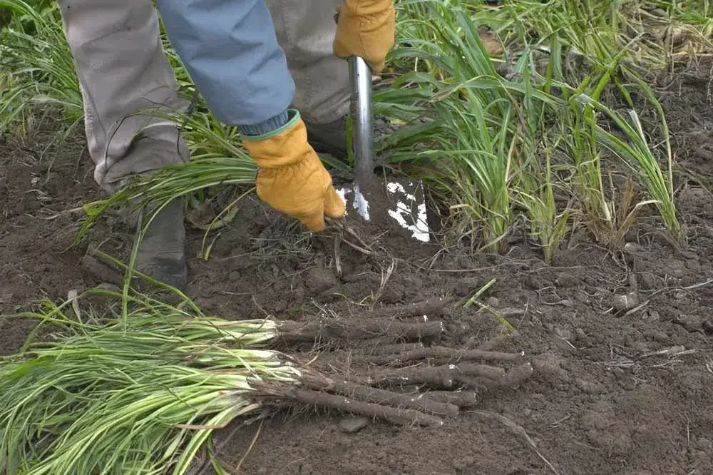 Récolte des racines de scorsonère au potager