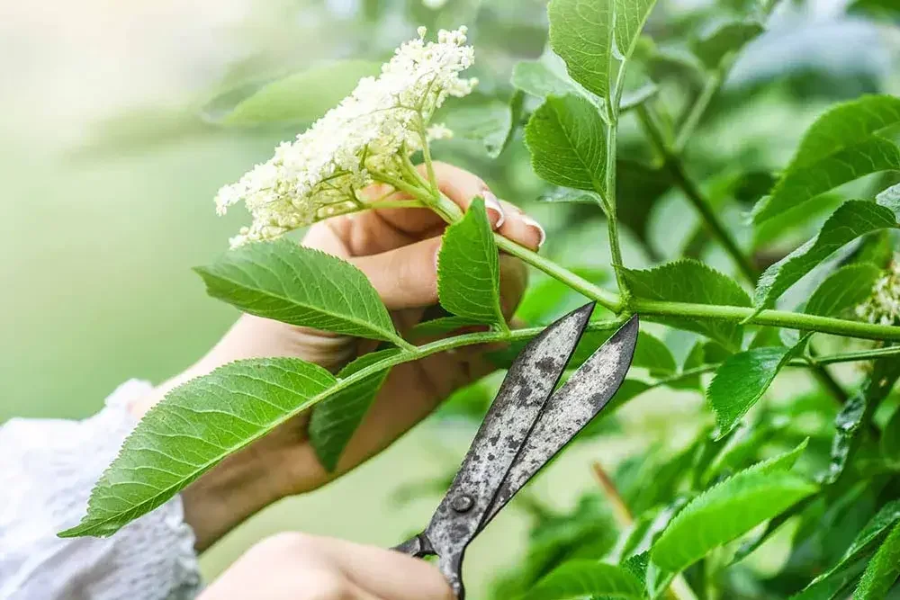 Récolte des fleurs de sureau