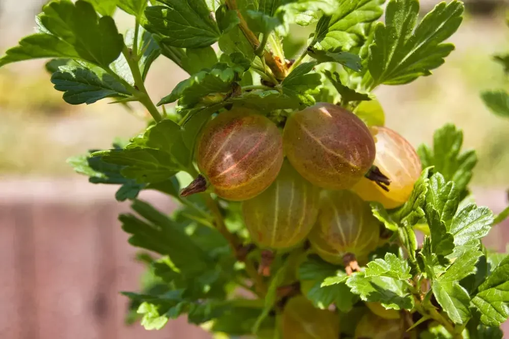Groseillier à maquereau avec ses fruits en formation