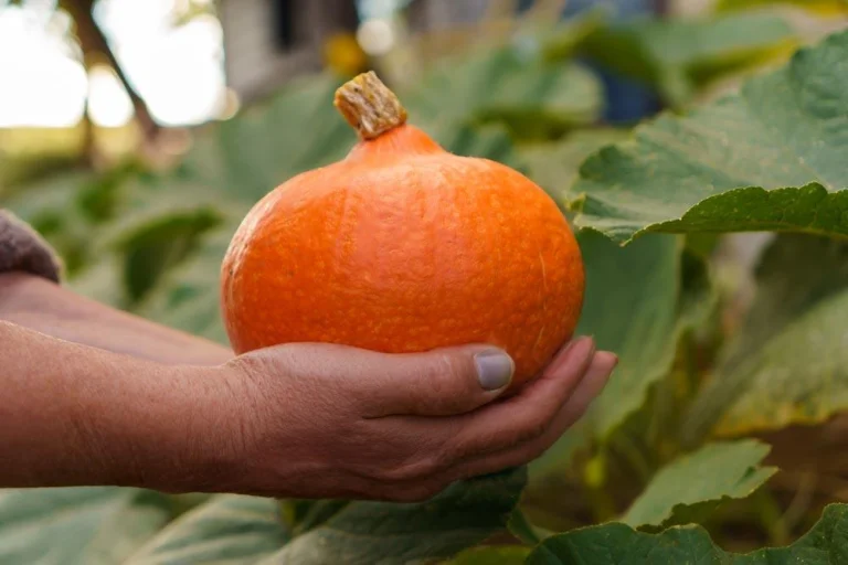 Le potimarron se reconnaît à sa forme de toupie