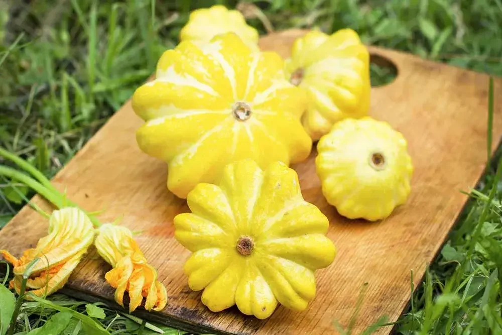Récolte des pâtissons au potager