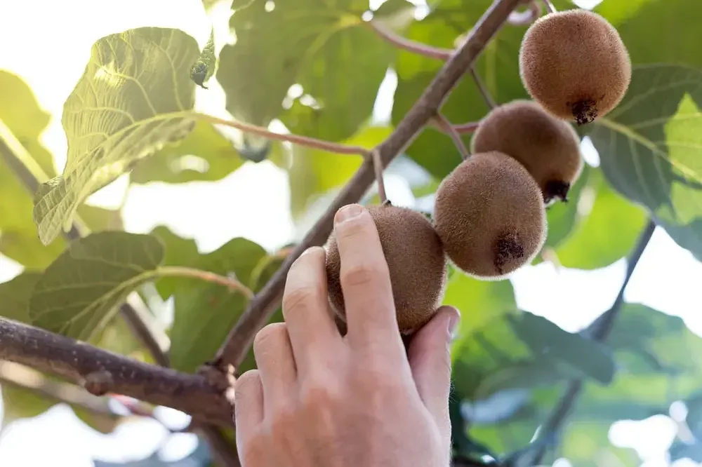Récolte de kiwis mûrs sur la liane